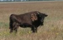 Асканія-Нова: африканські корови, коні Пржевальського і молоко антилопи