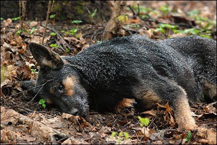 У парку в центрі Києва невідомі отруїли домашніх собак