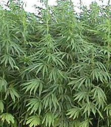 16-летний торговец марихуаной сбил с толку опытных оперативников