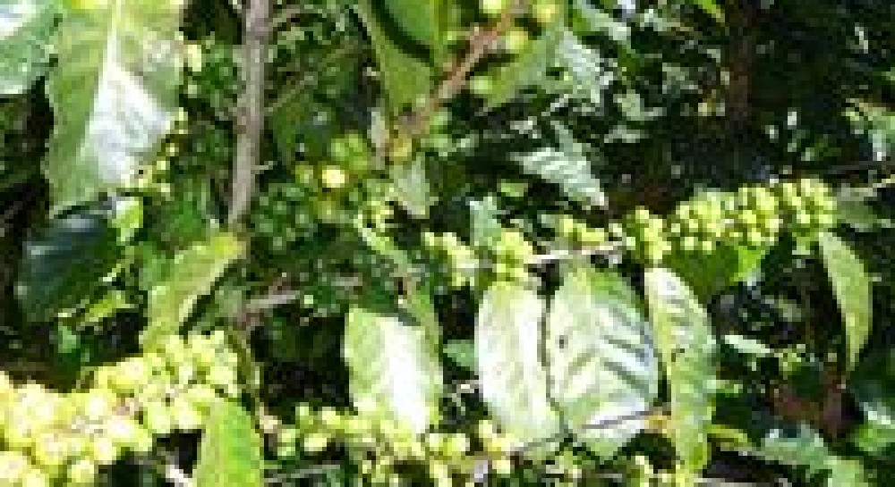 Чим корисна зелена кава