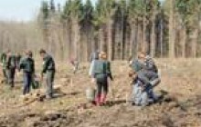 Вінницькі лісівники пристарали перших 100 га нових лісів