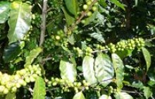 Чим корисна зелена кава