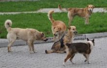 В Луцке договорились о стерилизации всех бездомных собак