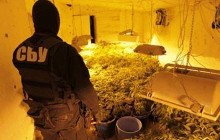 5 нарколабораторий в Крыму выращивали зелье для киевлян