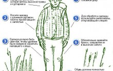 Как уберечься от энцефалитного клеща