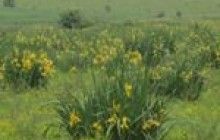На Вінниччині унікальну «долину ірисів» візьмуть під захист