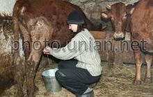 В Министерстве рассказали, сколько денег выделили для животноводов