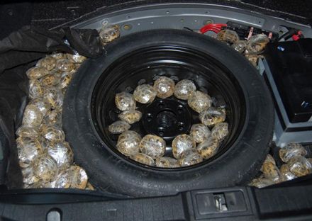 Українець намагався провезти до Польщі 200 черепах (фото)