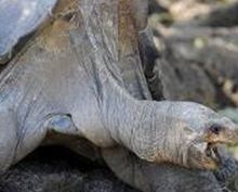 Умерла последняя гигантская галапагосская черепаха