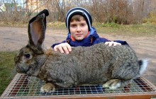 У Немирові будуть промислово розводити кролів