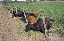 60 корів зарізали через отруєння