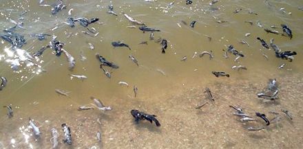 Фото Ірина ЛЕВЧЕНКО