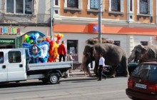 У Вінниці водили слонів Соборною
