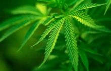 Власти Грузии подумывают над легализацией марихуаны