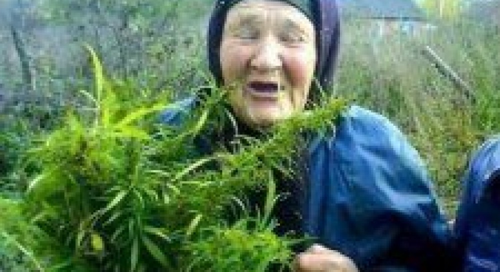 Бабуся марихуана соль наркотик сколько выводится из организма
