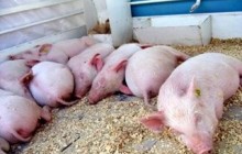 В России выявлены новые вспышки африканской чумы свиней