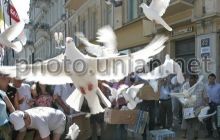 Поштовий голуб з Бельгії пішов з молотка за $400 тис