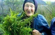 Бабуся "втиху" виростила 220 кущів конопель
