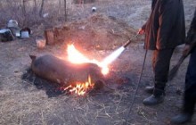 Обсмалювали свиню, а згоріли самі