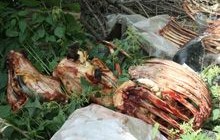 На Бершадському сміттєзвалищі знайшли рештки тварин