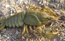 Відсьогодні заборонено ловити раків