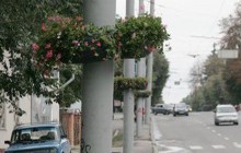 Вулицю Київську почали прикрашати навісними вазонами