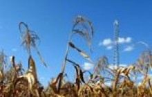 Невідомі спалили кукурудзяне поле