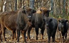 П‘ять вінницьких зубрів переїдуть жити на Волинь
