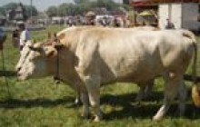 На Вінниччині зарізали 4200 биків