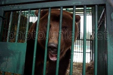 В подпольном швейном цехе жил медведь В подпольном швейном цехе жил медведь