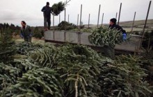 Вже відомо скільки коштуватимуть вінницькі ялинки