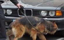 Шукати зброю, вибухівку і затримувати злочинців: як цуценят готують до роботи на блокпостах (відео)