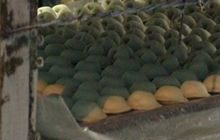 Вінничан збирались нагодувати гнилими напівфабрикатами