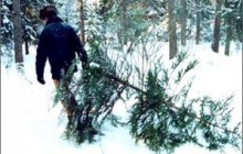 44 ялинки зрубали незаконно