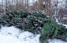 Міліція вилучила у браконьєрів понад сто тисяч ялинок