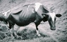 Власник ферми, який заморив голодом тварин, отримає 3 роки