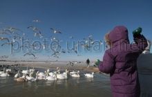 МЧС призывает подкармливать птиц, которые зимуют в бухтах Севастополя