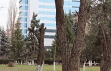 За вырубленный сквер в Одессе вандалам выставили $ 10 тысяч штрафа
