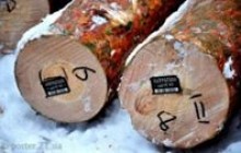 Усі дерева Вінниччини заштрихують