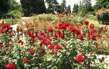 В Киеве весной высадят 500 тысяч роз