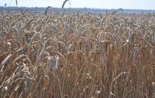 У Азарова планируют поддержать украинских производителей в сфере АПК
