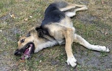 В Киеве догхантеры за неделю убили 33 собак