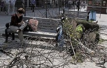 На Крещатике срубят старые каштаны