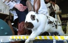 Харьковчанам предложат новое развлечение - кроличьи бега