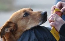 В Одесі догхантери масово потруїли собак: трупи розкидані містом