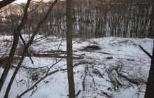 На Донеччині еколог за 20 тисяч гривень «закрив очі» на незаконну вирубку