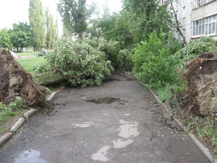 Деревья падали на школы и частные дома / Фото: racurs.уа Деревья падали на школы и частные дома / Фото: racurs.уа