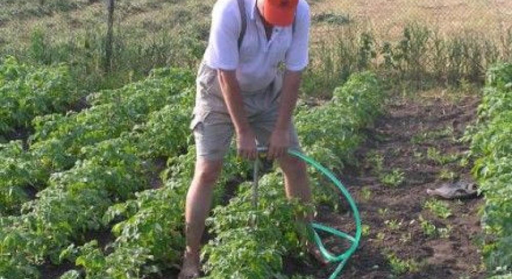 Нужно ли поливать картошку в жару. Поливать картошку после посадки. Мужик сажает картошку. Полив картошки сделай сам.