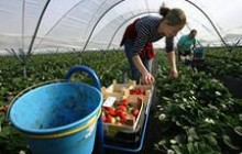 Украинцы чаще всего ездят на заработки в Италию, Россию и Польшу