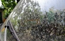 В Ужгороде выпал оранжевый дождь